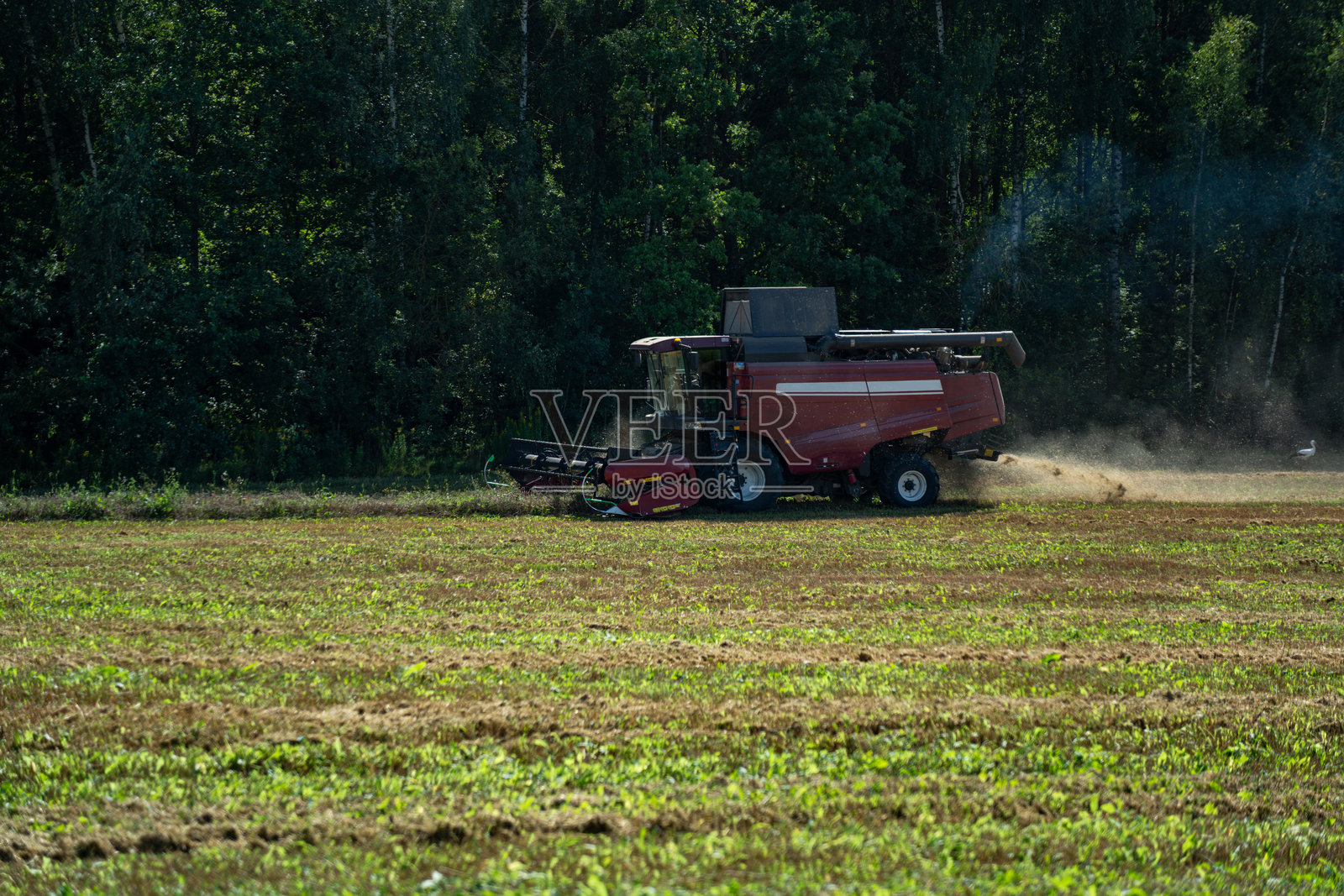 收割机正在地里干活。联合收割机收割小麦照片摄影图片