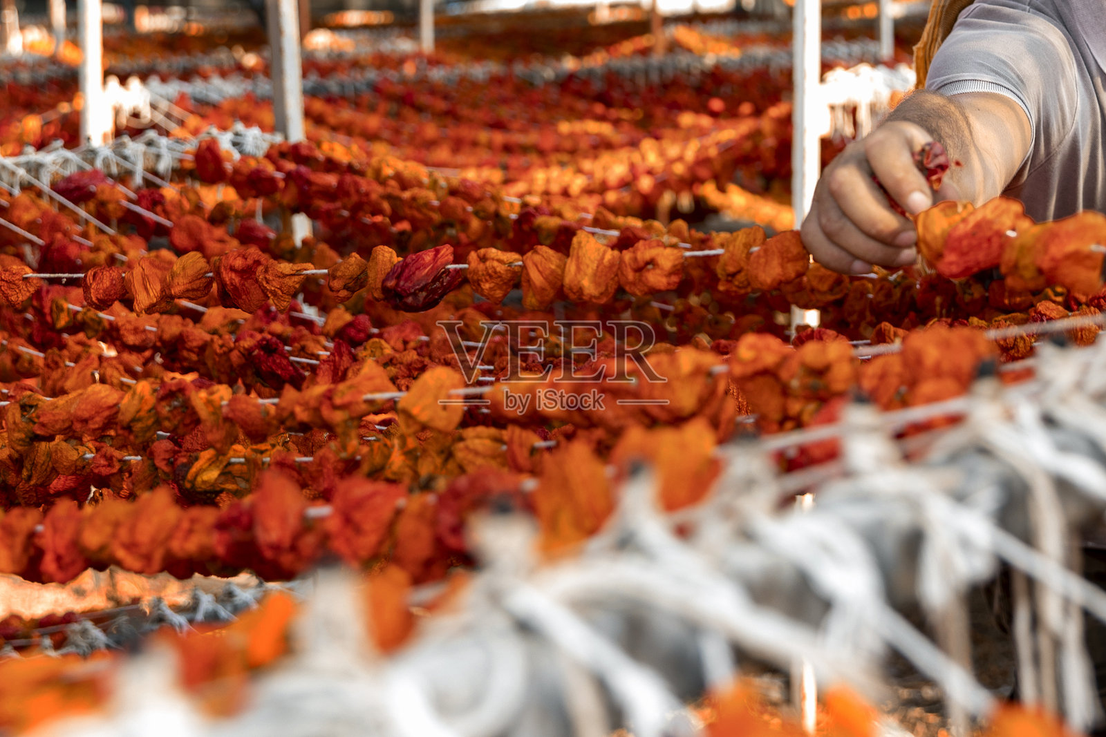 红色干辣椒：夏季生长的有机红色辣椒和甜椒串在绳子上晾干，供冬季在厨房中使用。有机美味的辣椒照片摄影图片