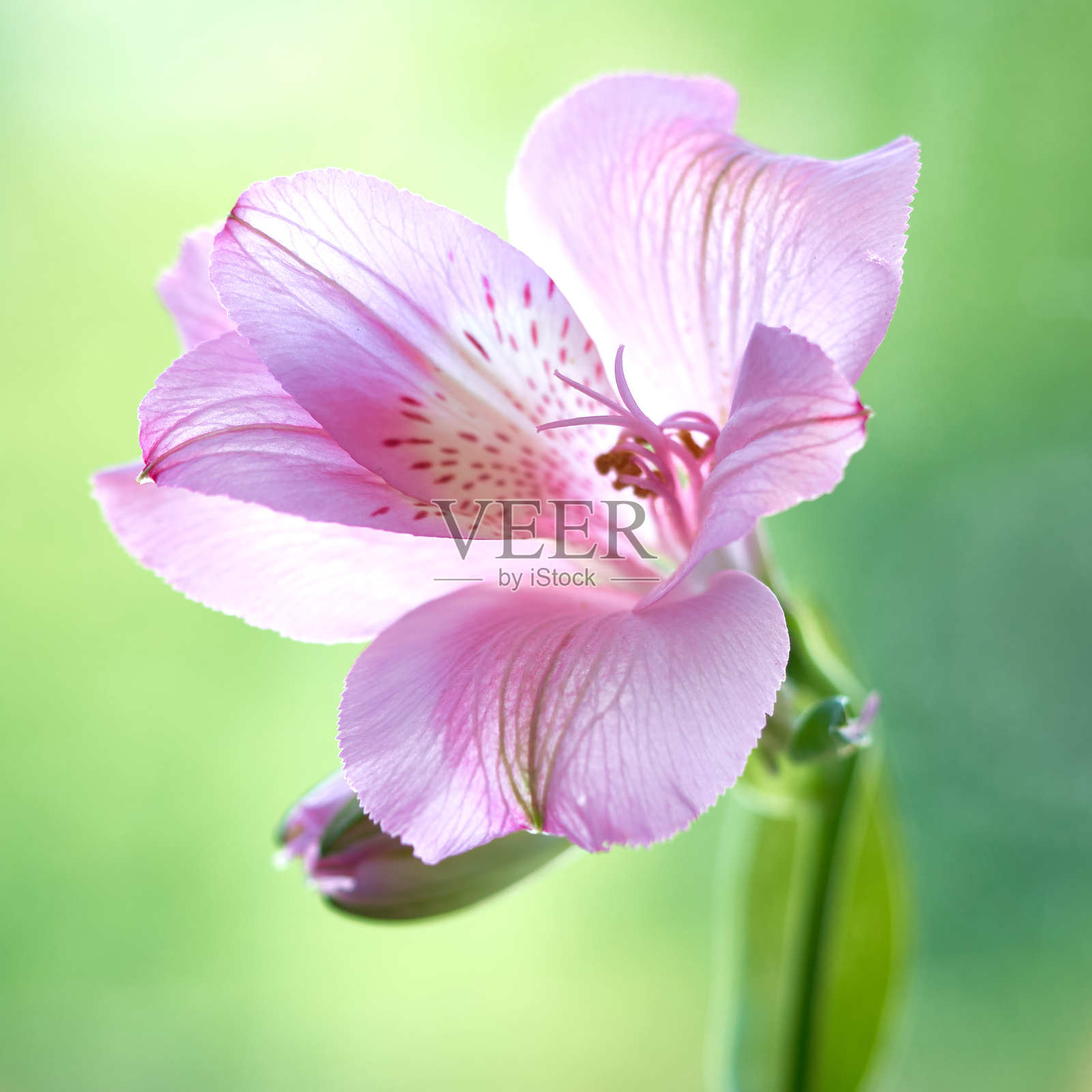 这朵花长在花园里照片摄影图片