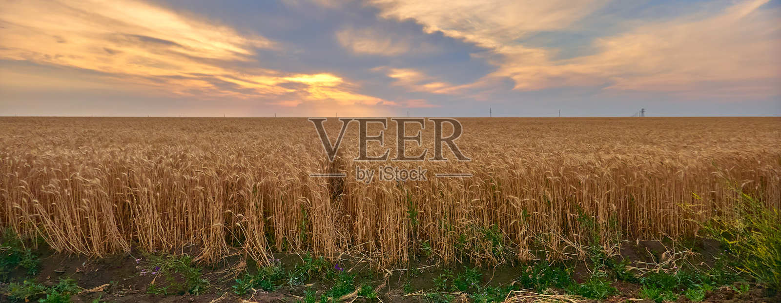 在田地里种植的小麦照片摄影图片