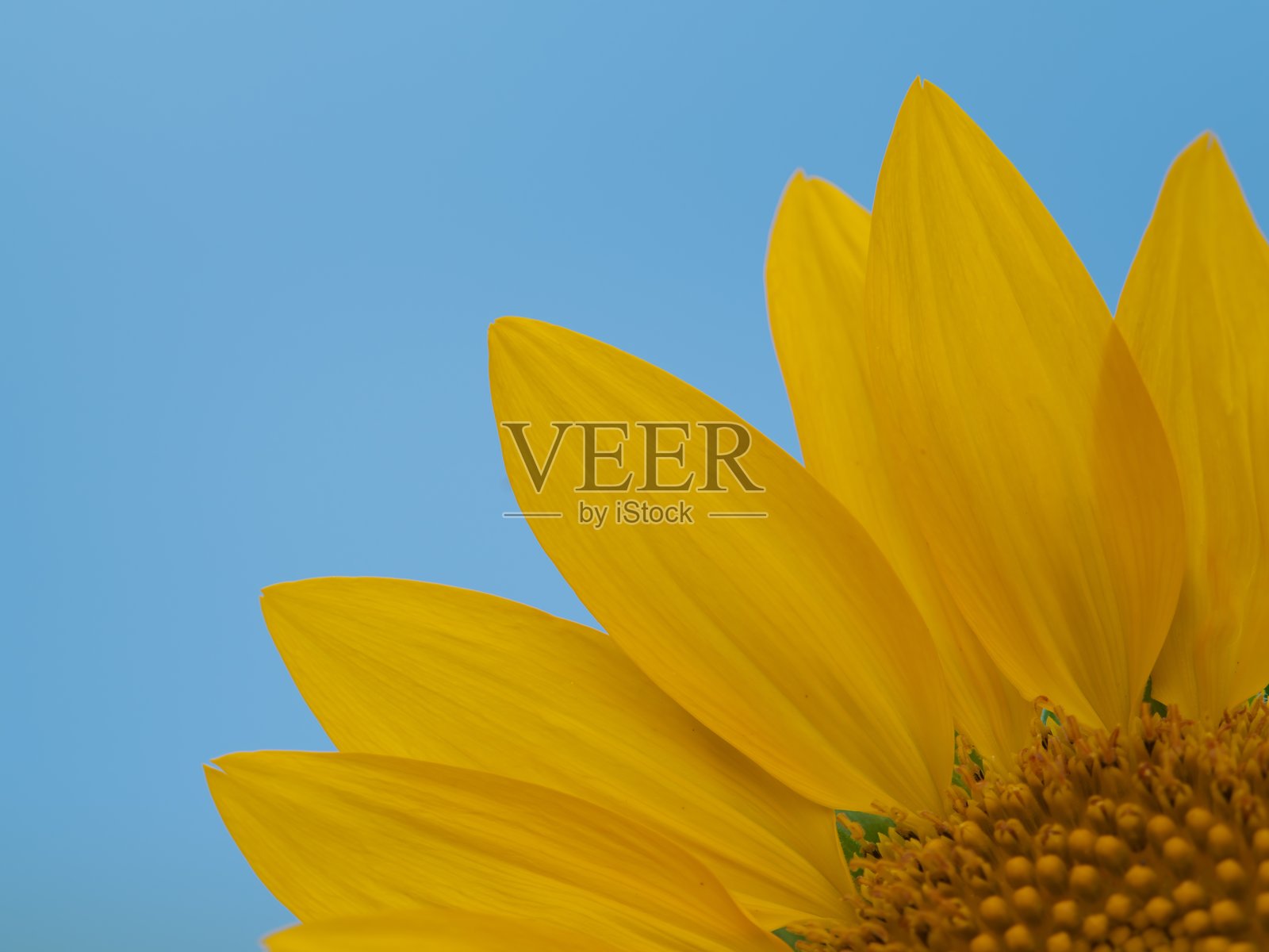 向日葵在蓝天背景上的特写照片摄影图片