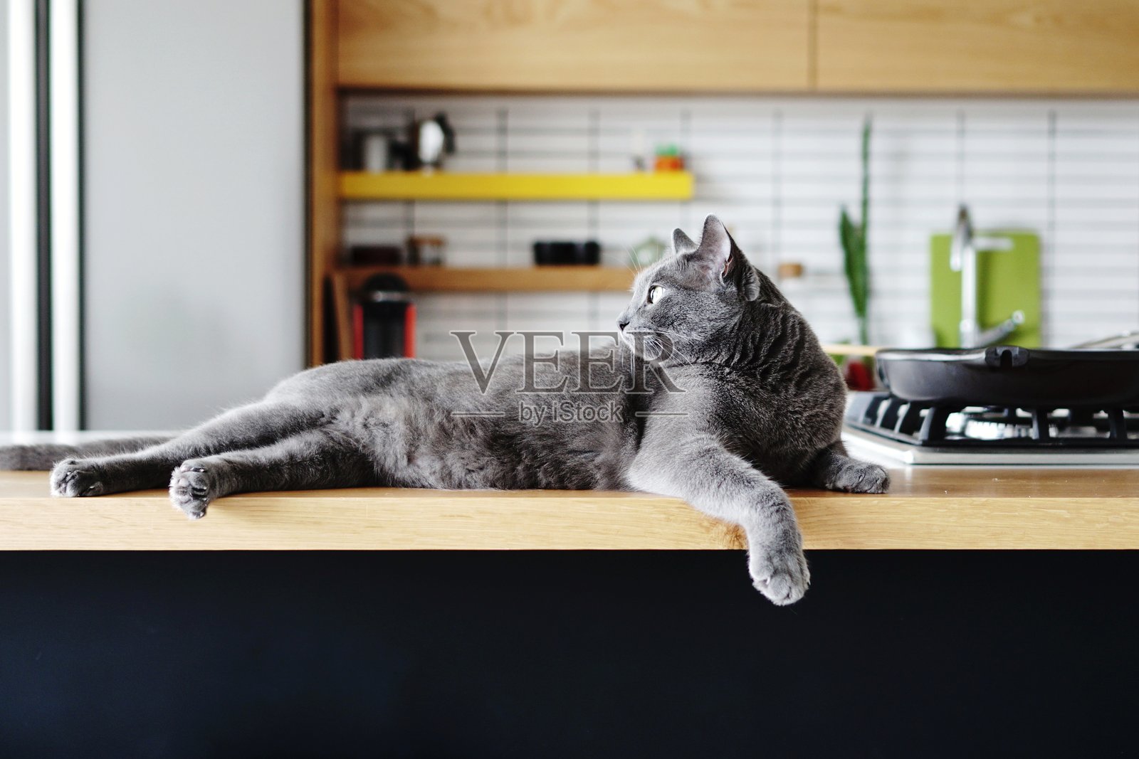 猫咪在家中厨房台面上放松照片摄影图片