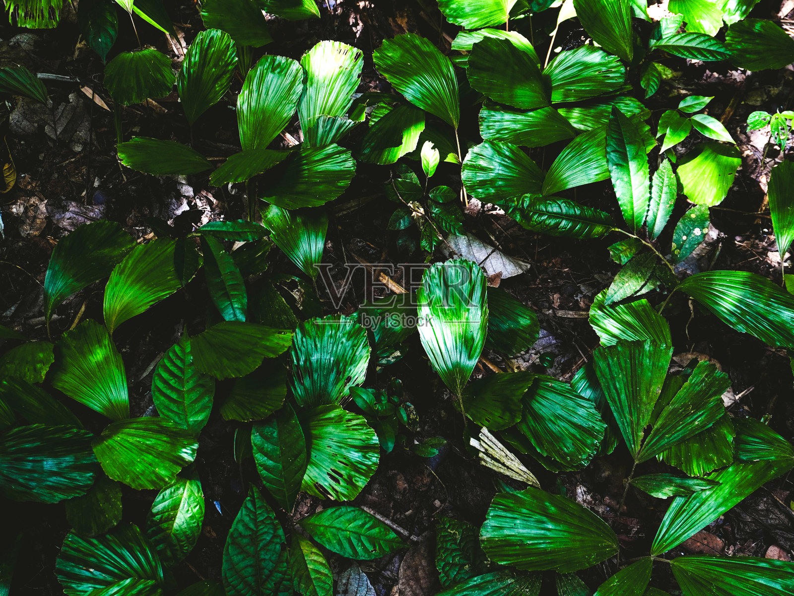 泰国北碧府Chalerm Rattanakosin国家公园的自然步道，被郁郁葱葱的绿色森林包围的Tham Tarn Lod Noi洞穴。照片摄影图片