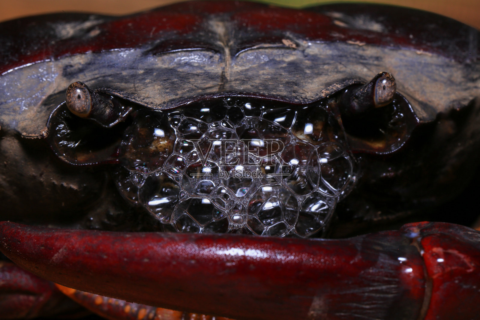 地上的红岩蟹，一只蟹的特写照片摄影图片