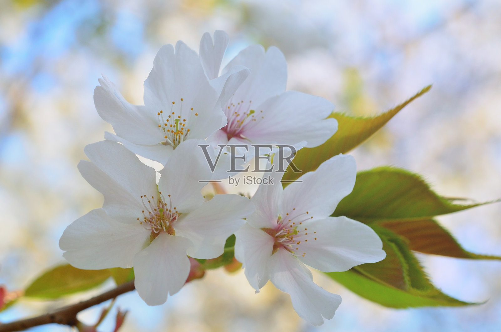 树上的白花特写照片摄影图片