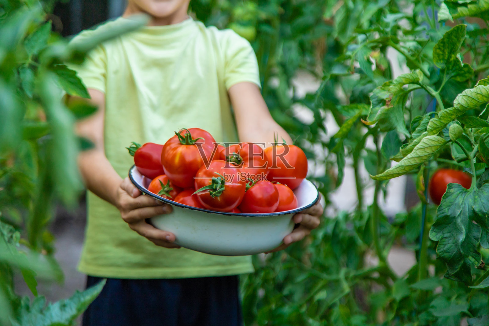 男孩用番茄在花园里，生态产品。有选择性的重点。照片摄影图片