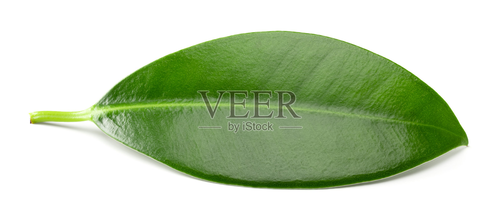 孤立在白色背景上的芒果叶。剪切路径照片摄影图片