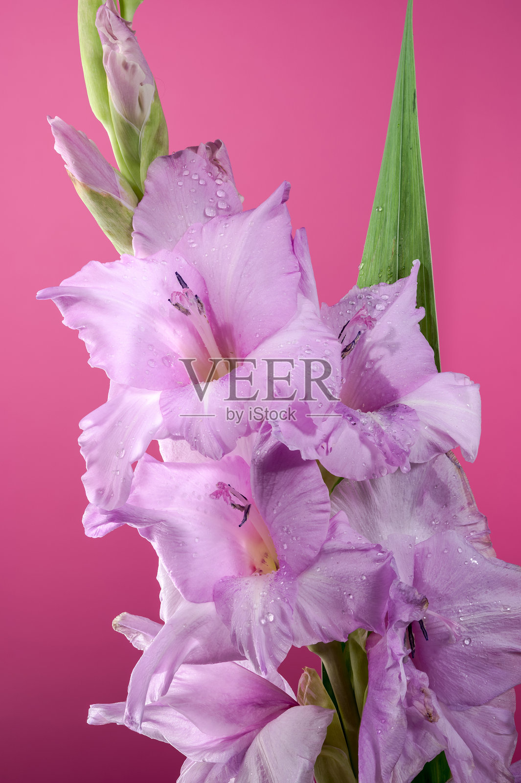 盛开的粉红色剑兰在粉红色的背景照片摄影图片