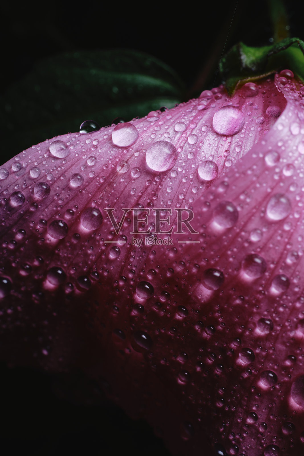 一张覆盖着雨滴的粉红色花瓣的特写，用一个柔软的盒子照亮。照片摄影图片