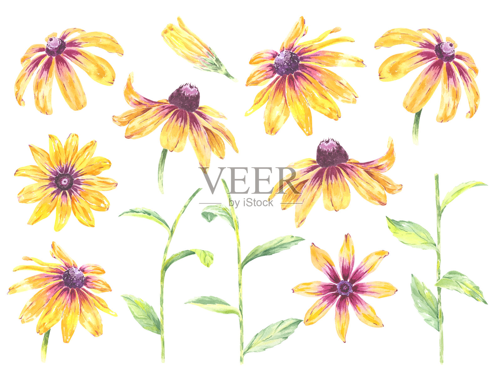 花干水彩红碧美丽的剪纸插图手绘为我们设计婚礼邀请，明信片，图案，纺织品，物品。叶子雏菊，洋甘菊或向日葵植物框架插画图片素材