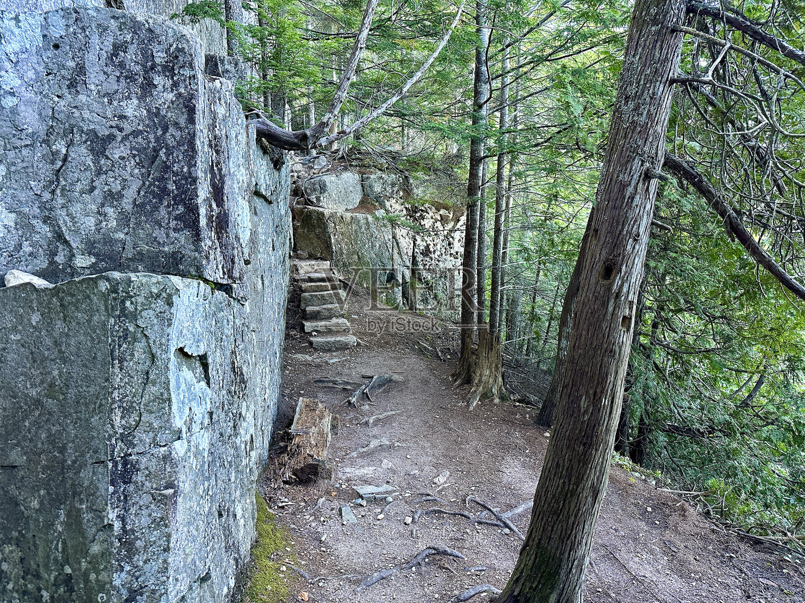 山毛榉山径，阿卡迪亚NP照片摄影图片