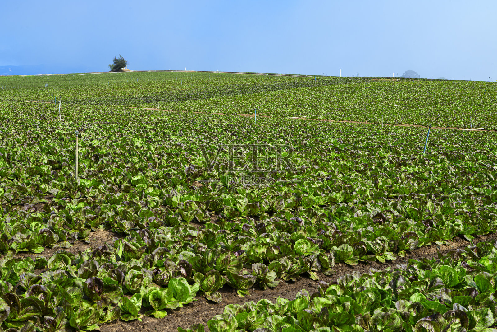 加州沿海农场种植的有机红叶莴苣照片摄影图片