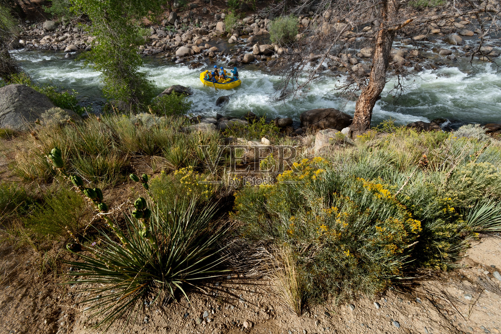 科罗拉多州阿肯色河上的激流漂流照片摄影图片