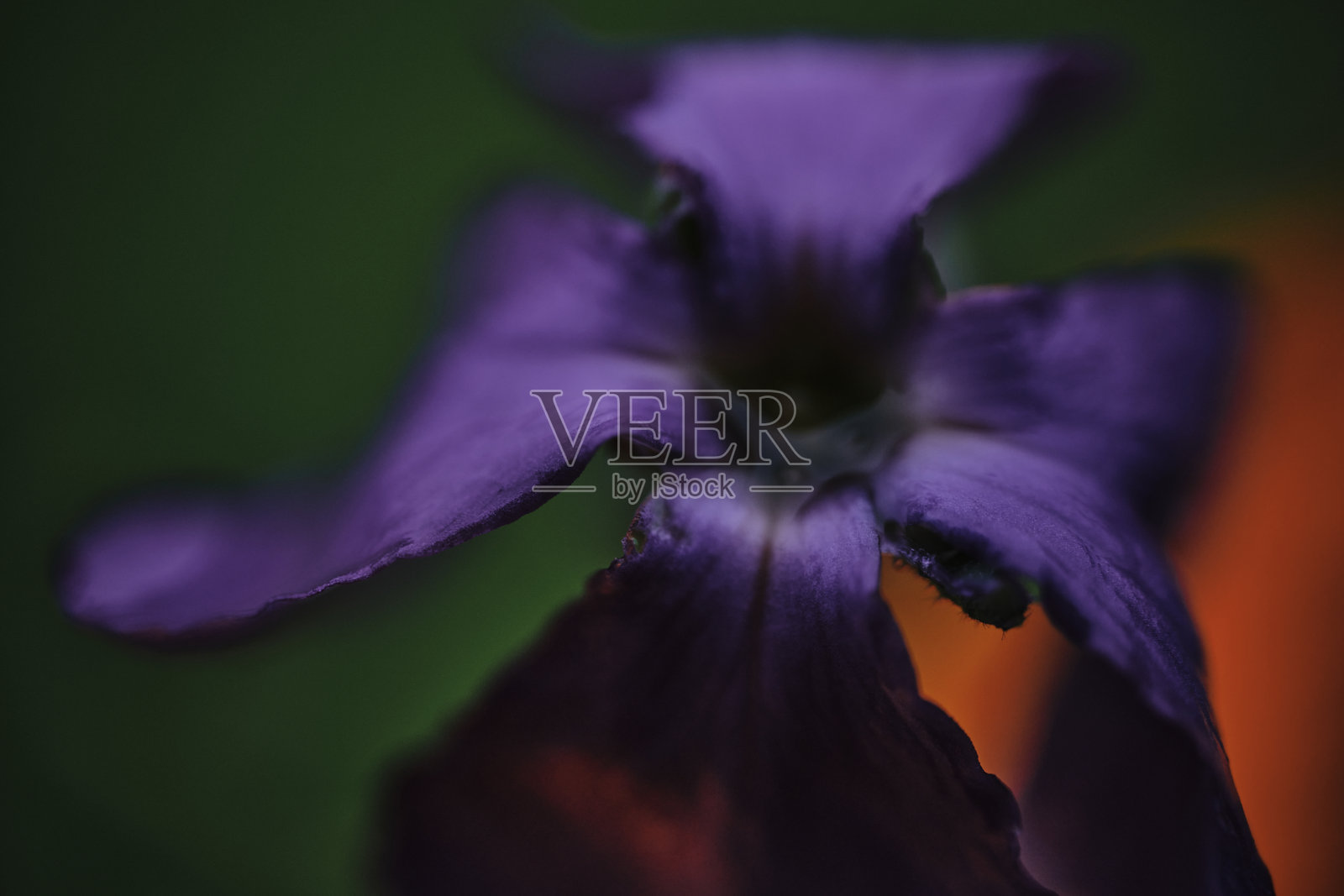 在九月潮湿的早晨，大自然抽象而鲜艳的紫色花朵，照片摄影图片