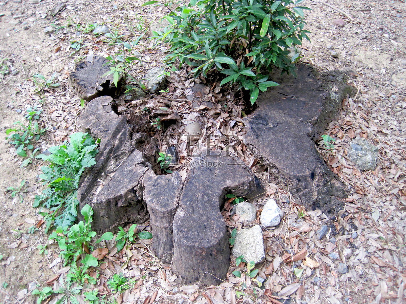 一个内部中空的树桩的照片照片摄影图片