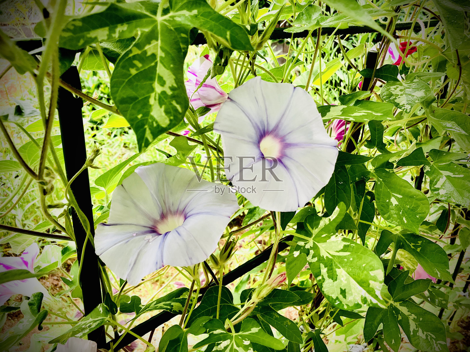 早上glory1照片摄影图片