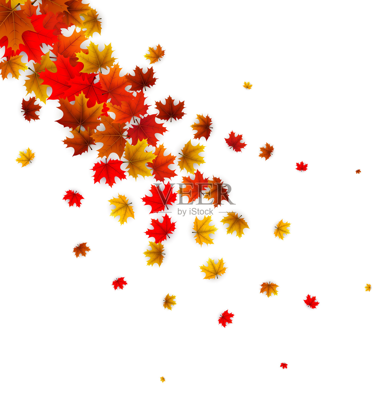 飘落的枫叶在白底插画图片素材