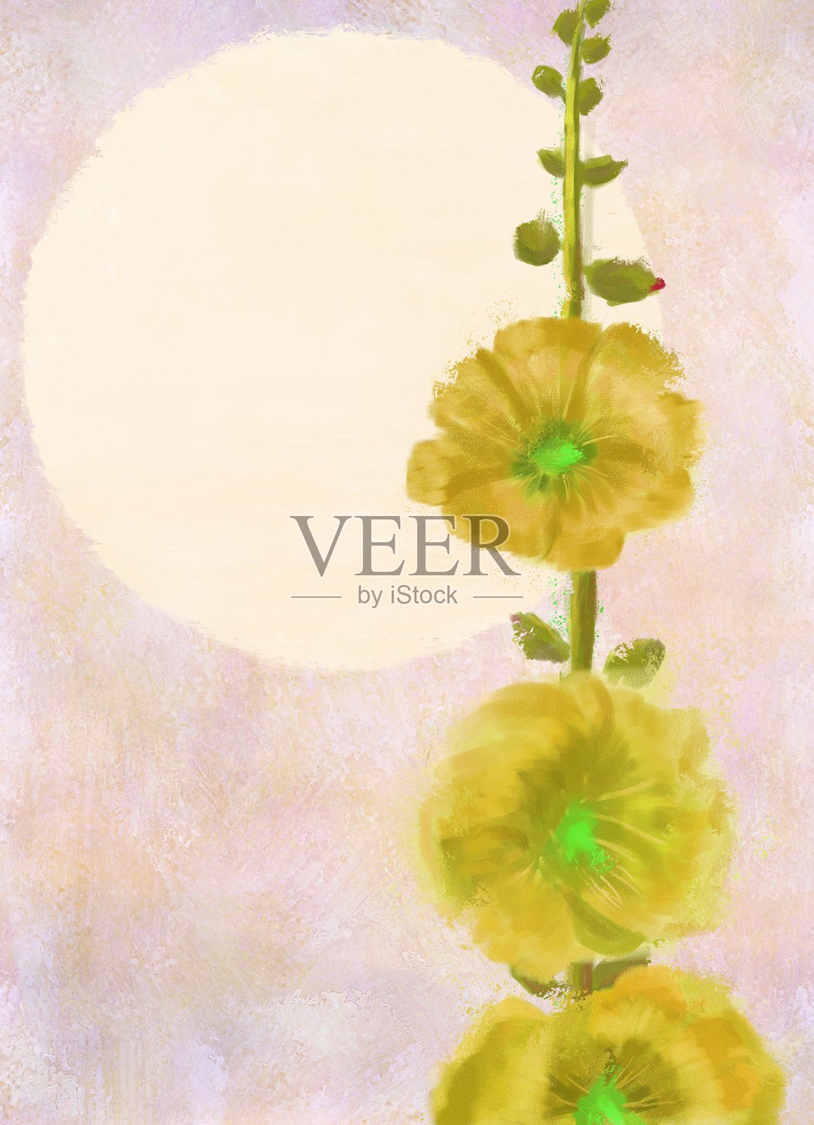 盛开的锦葵如画的形象插画图片素材