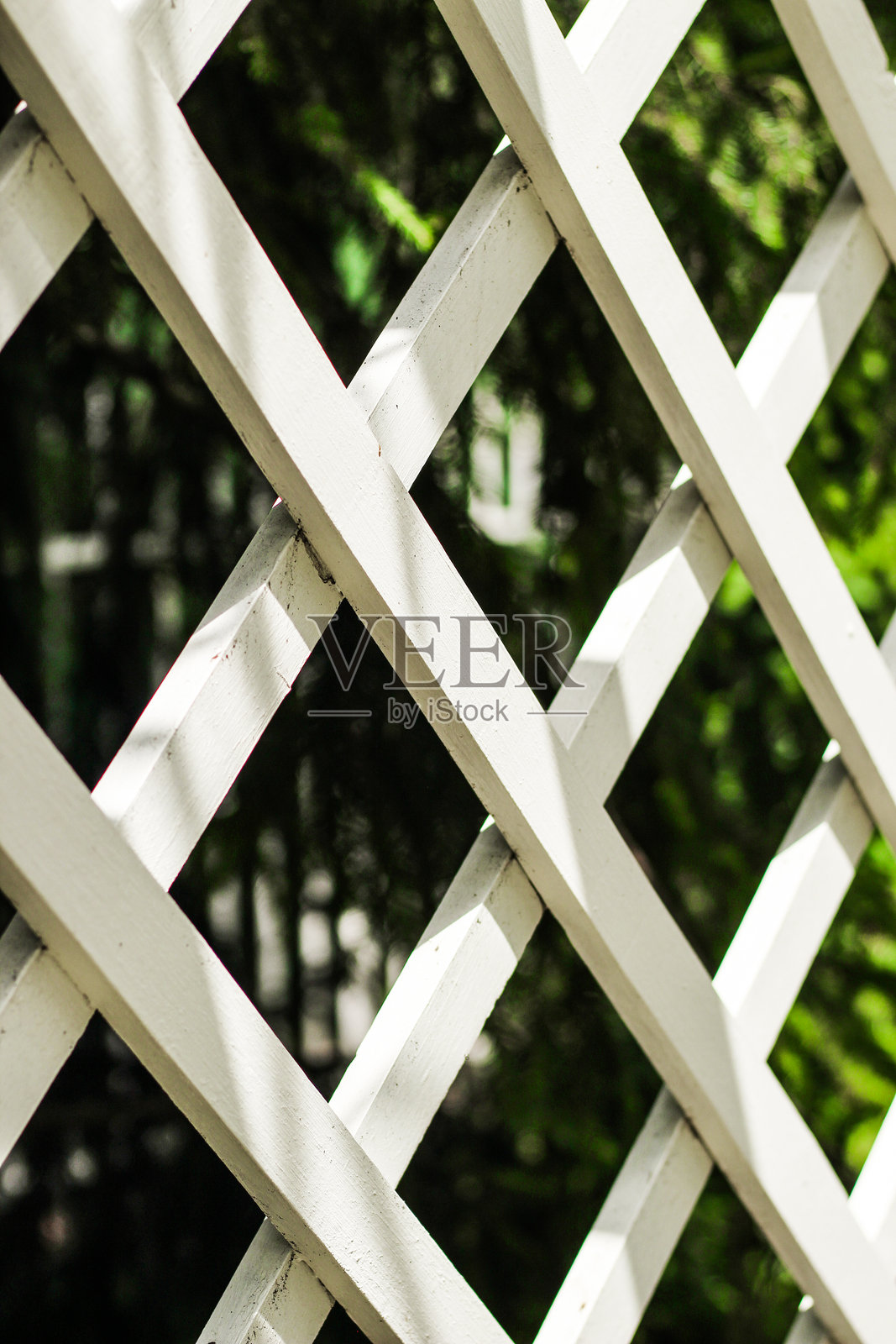 野生装饰葡萄在一个白色的花园杆子照片摄影图片