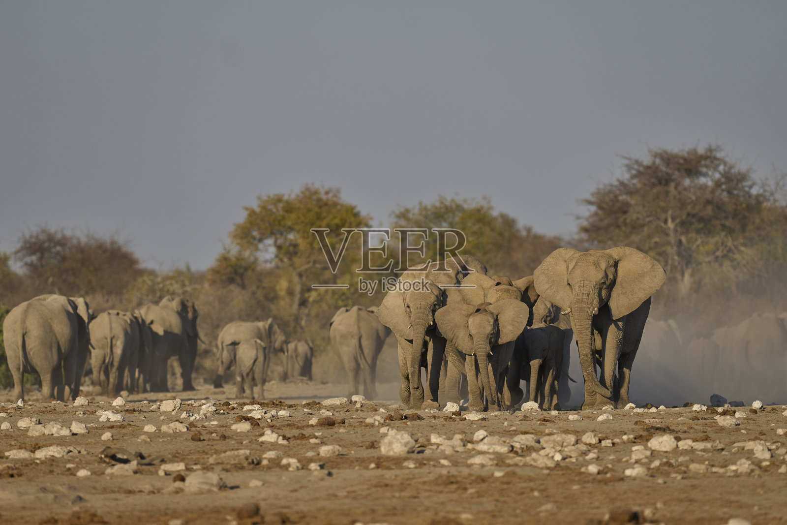 非洲象群照片摄影图片