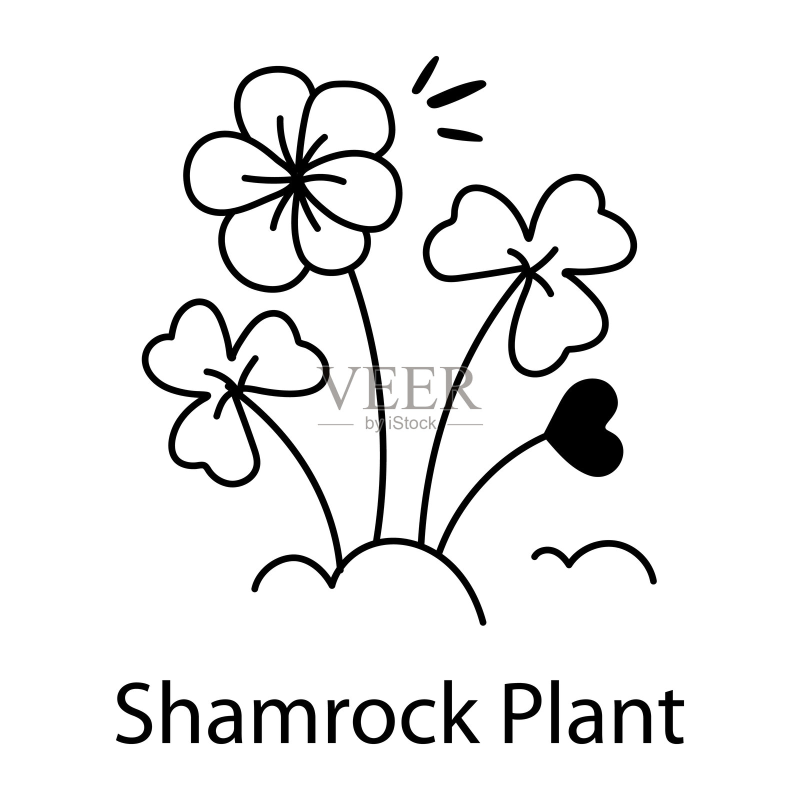 三叶草的植物插画图片素材