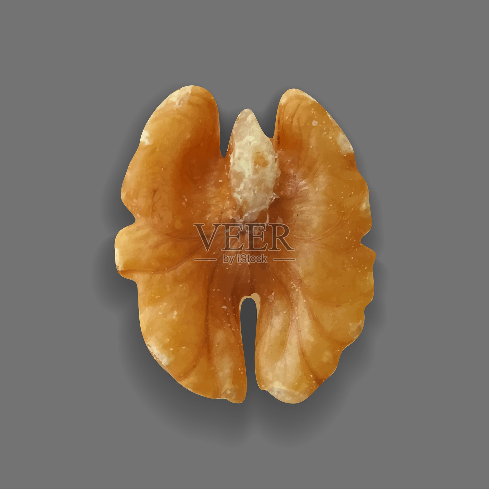 核桃仁。孤立的矢量对象在光背景插画图片素材