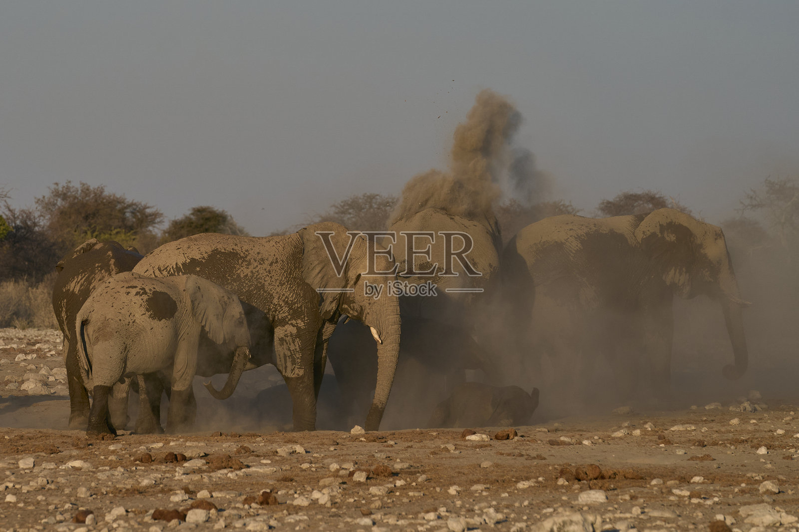 大象浴照片摄影图片