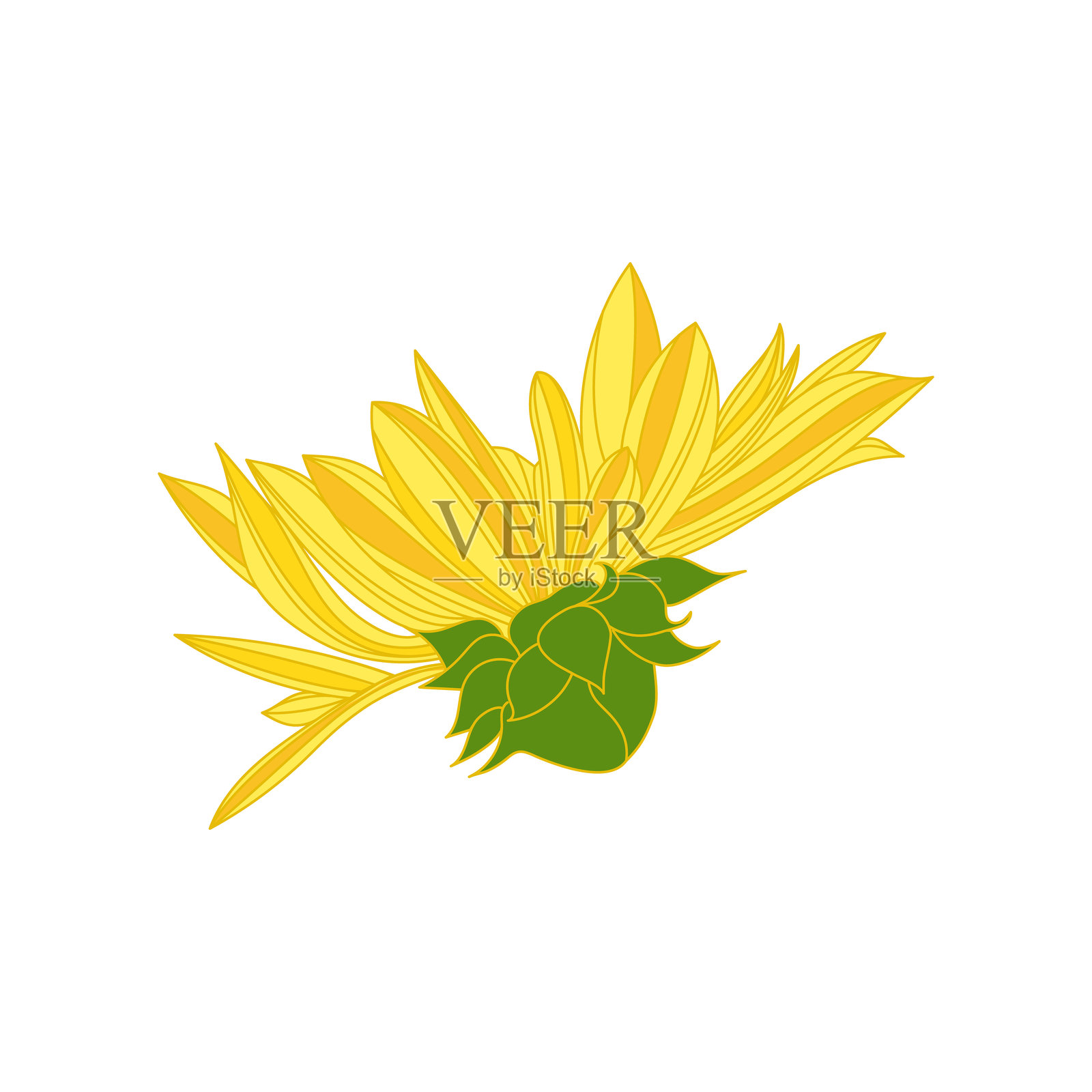 向日葵插图。插画图片素材