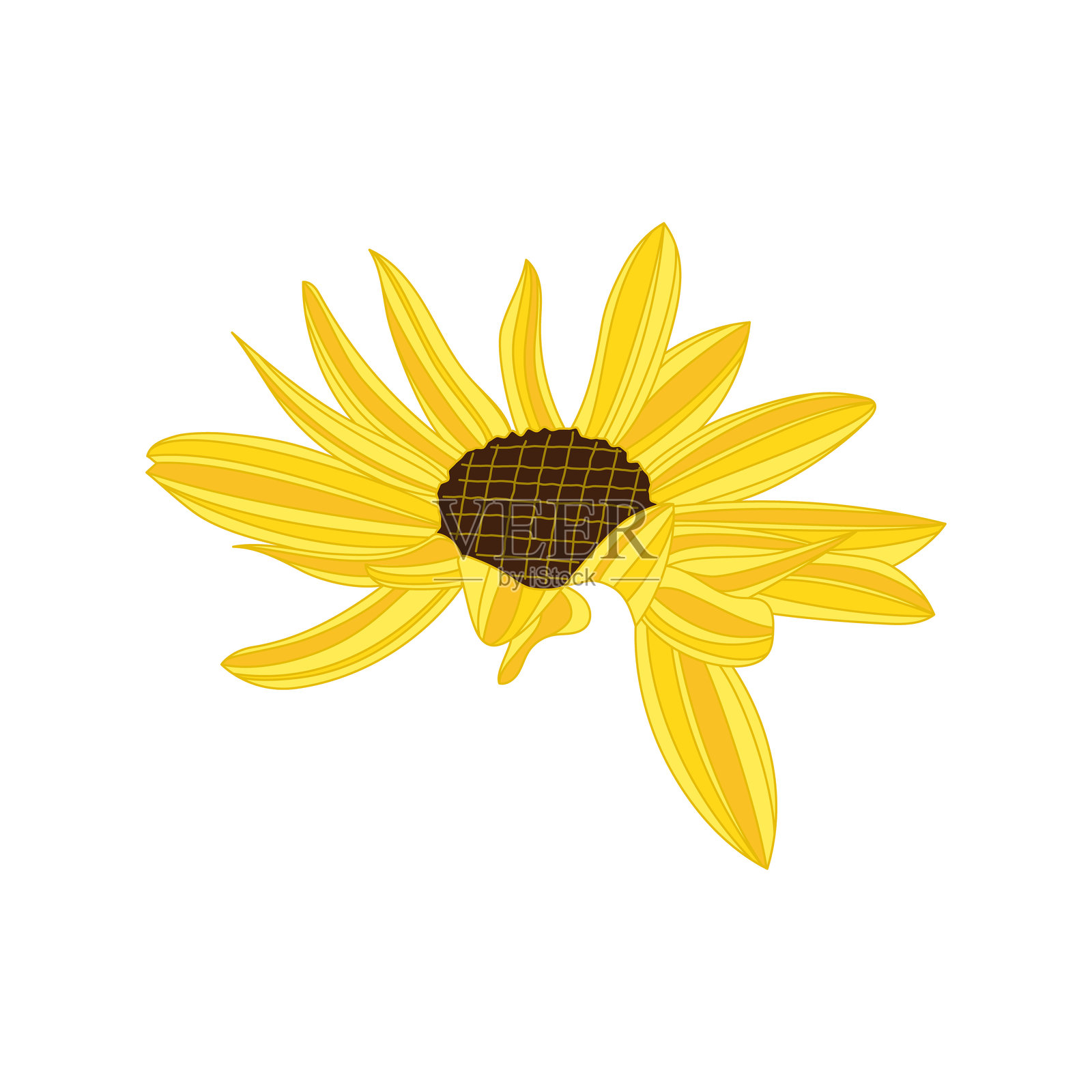 向日葵插图。插画图片素材