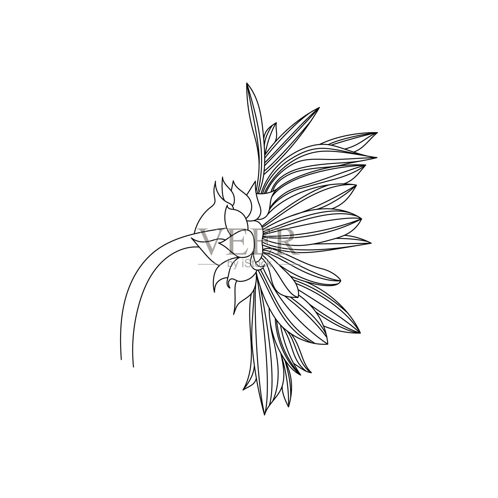 向日葵线条图的插图。插画图片素材