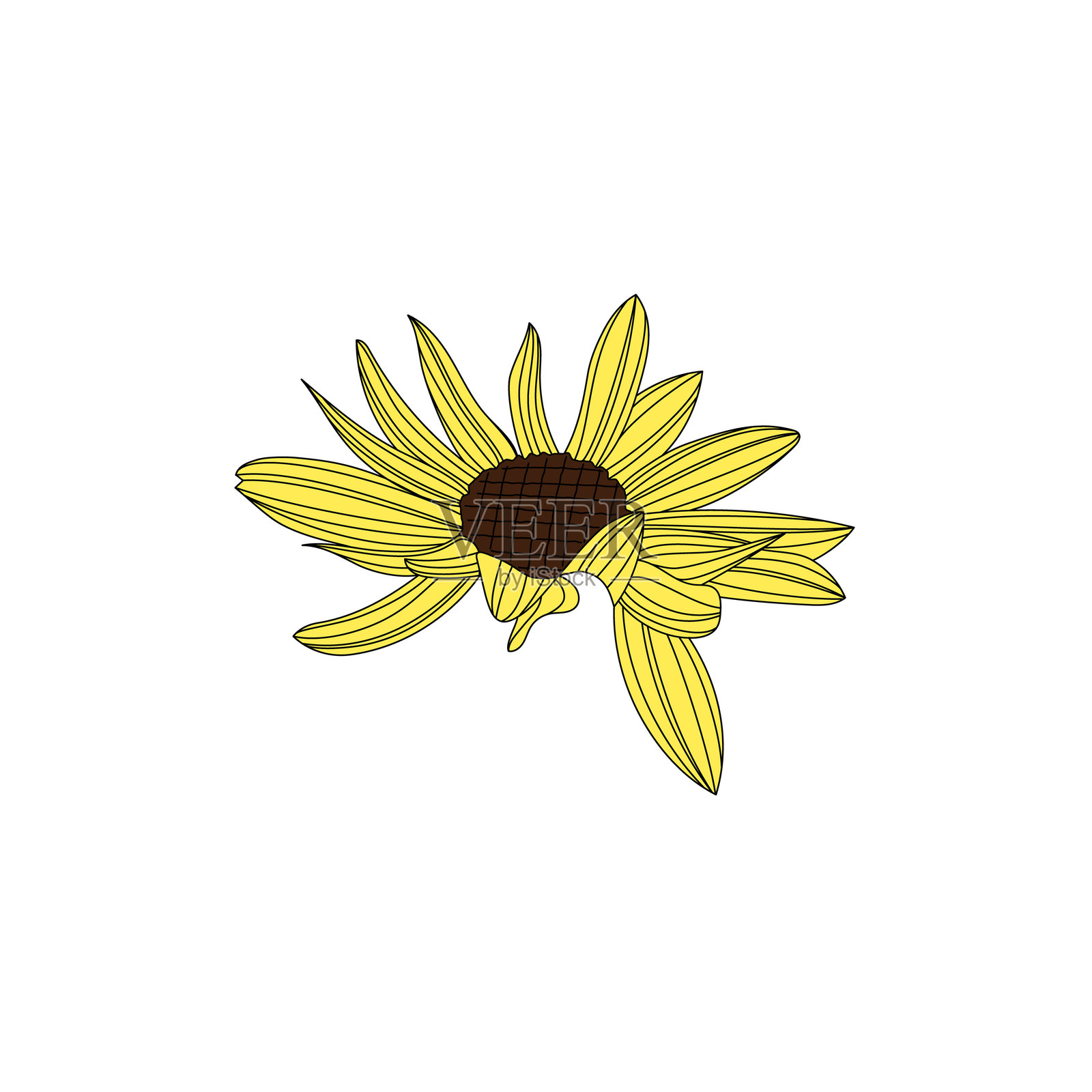 向日葵线条图的插图。插画图片素材
