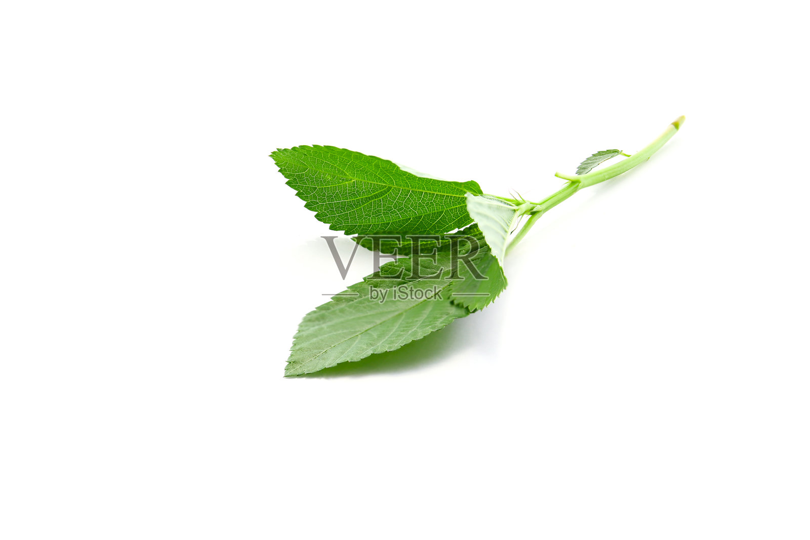 黄麻锦葵的新鲜叶子被隔离在白色的背景上照片摄影图片