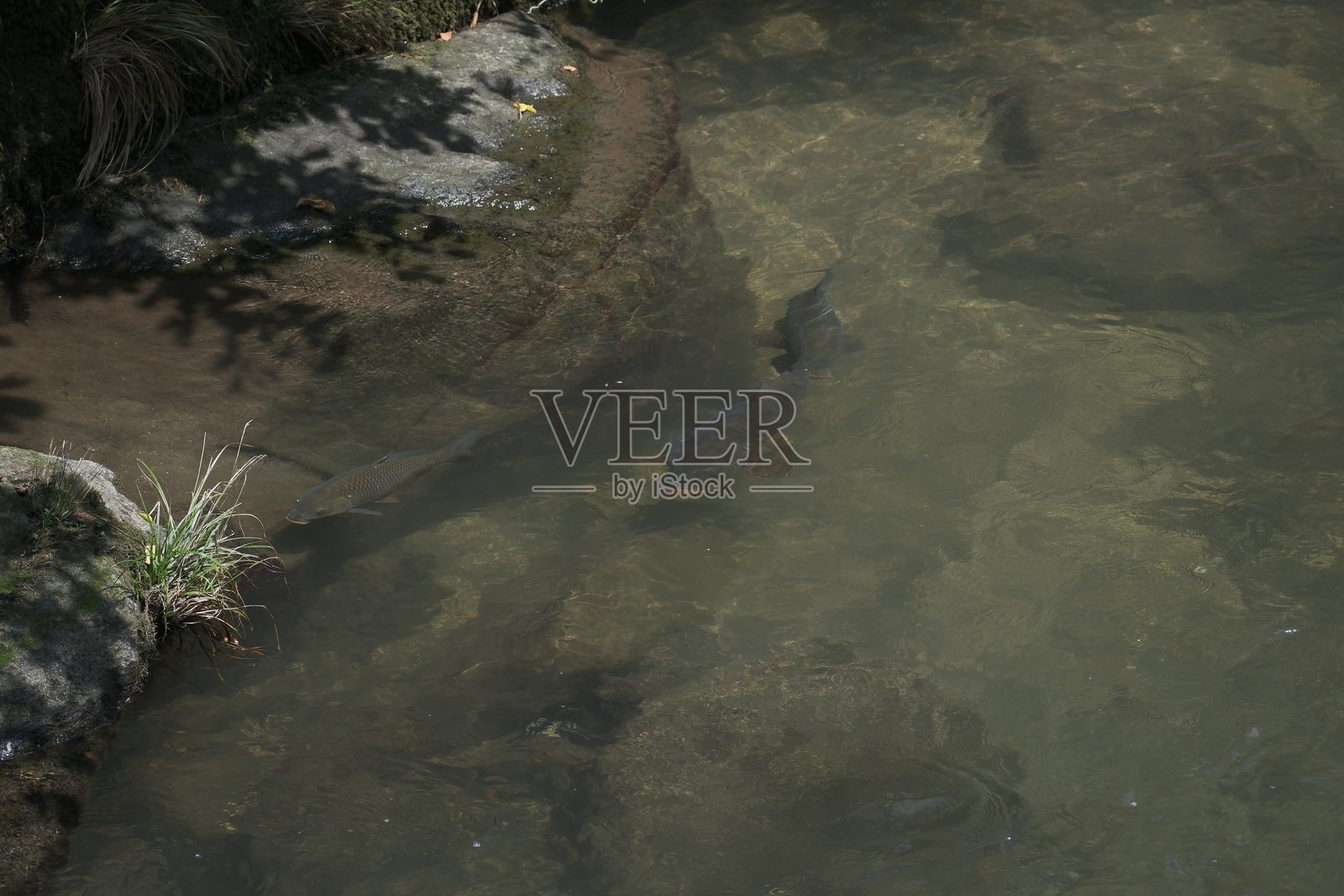 生活在天然河流中的鲤鱼照片摄影图片