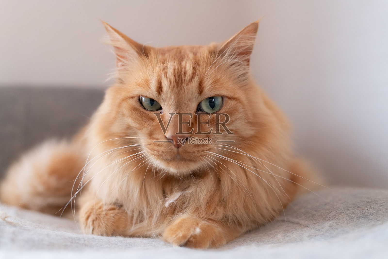 猫在沙发上休息照片摄影图片