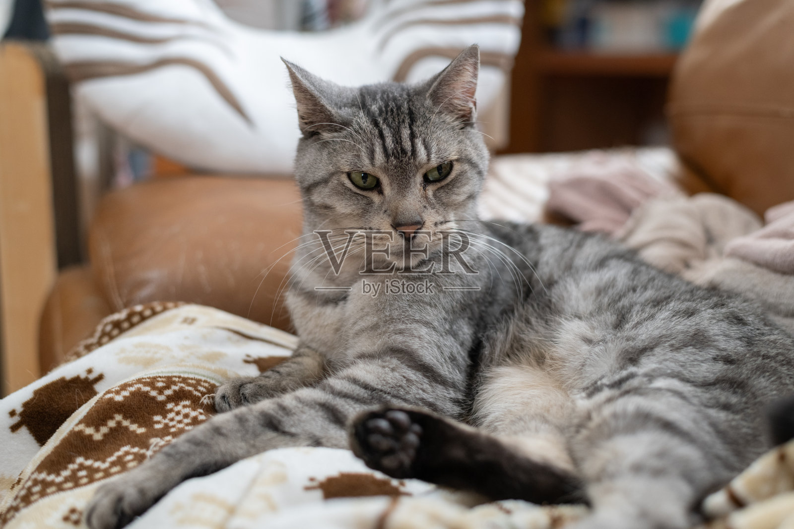 放松的猫照片摄影图片