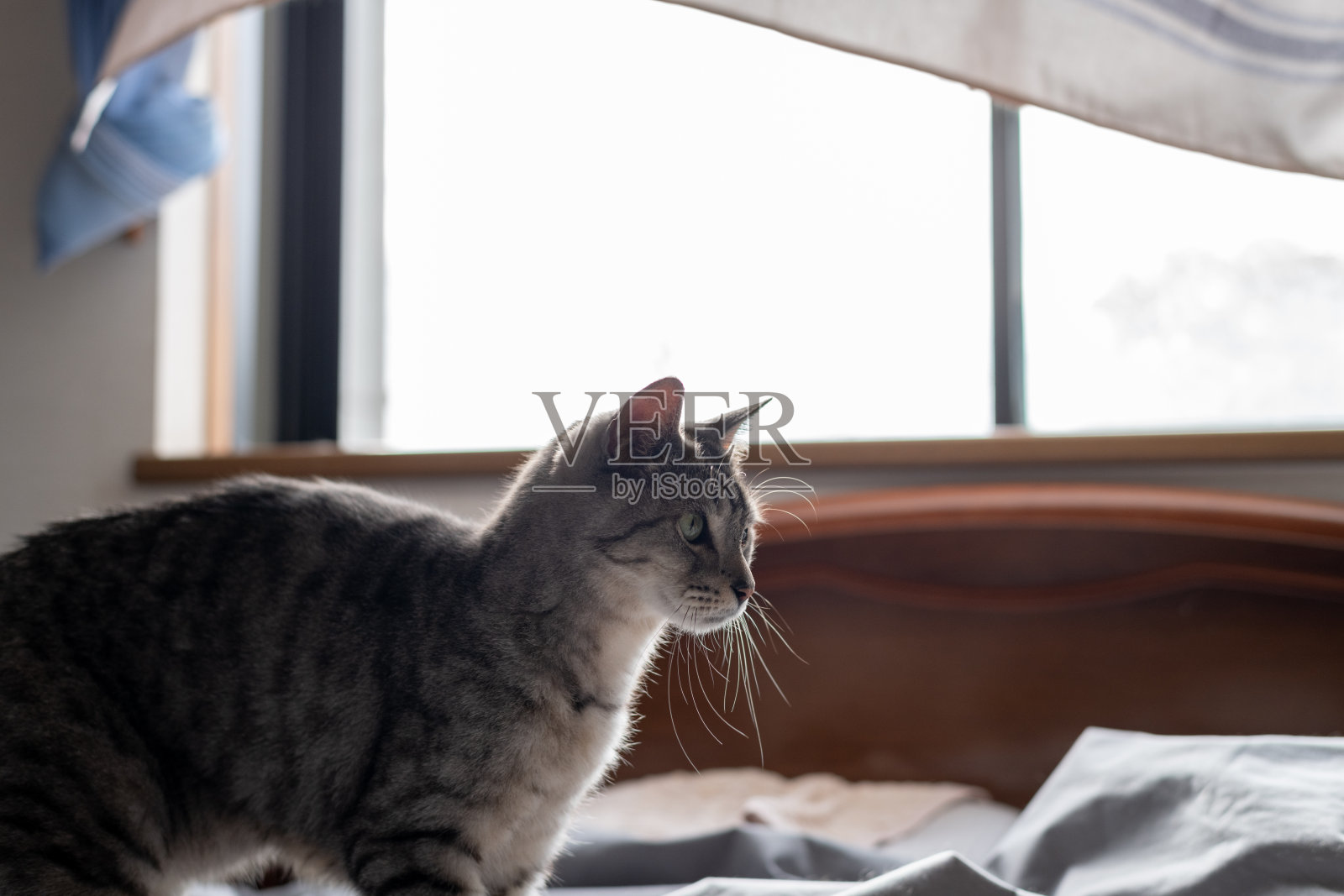 盯着猫照片摄影图片