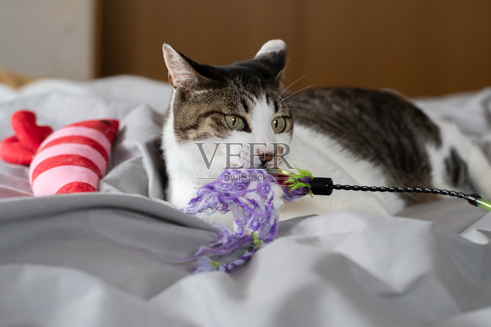 猫在玩玩具照片摄影图片