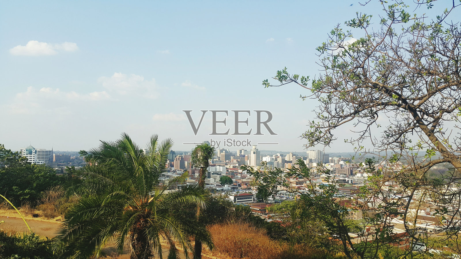 城市中的树木对着天空照片摄影图片