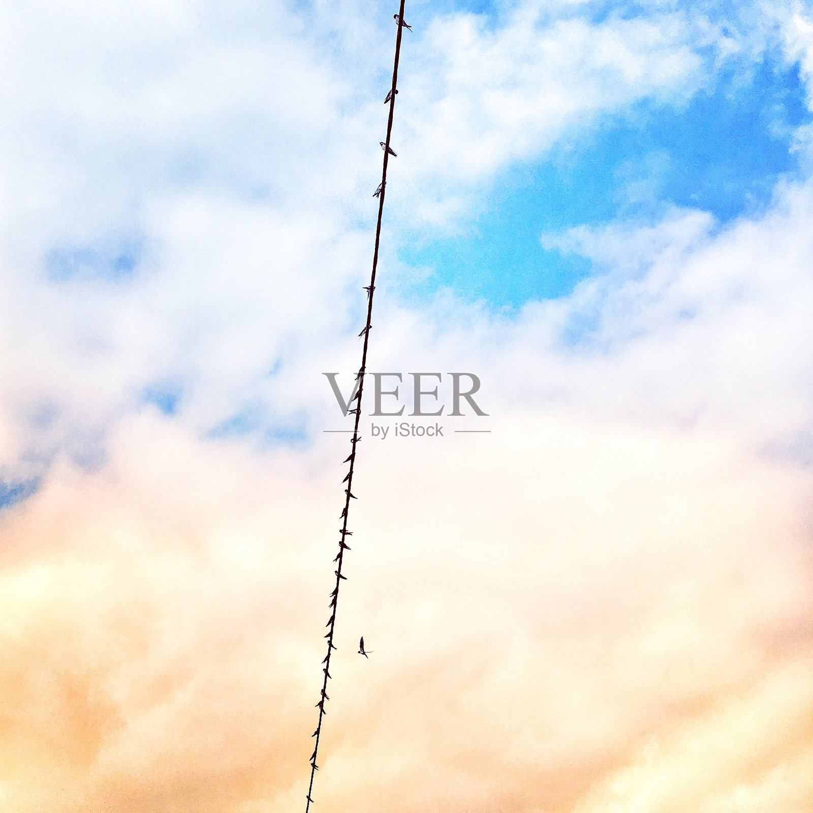 低角度的剪影鸟栖息在电缆上对多云的天空在日落照片摄影图片