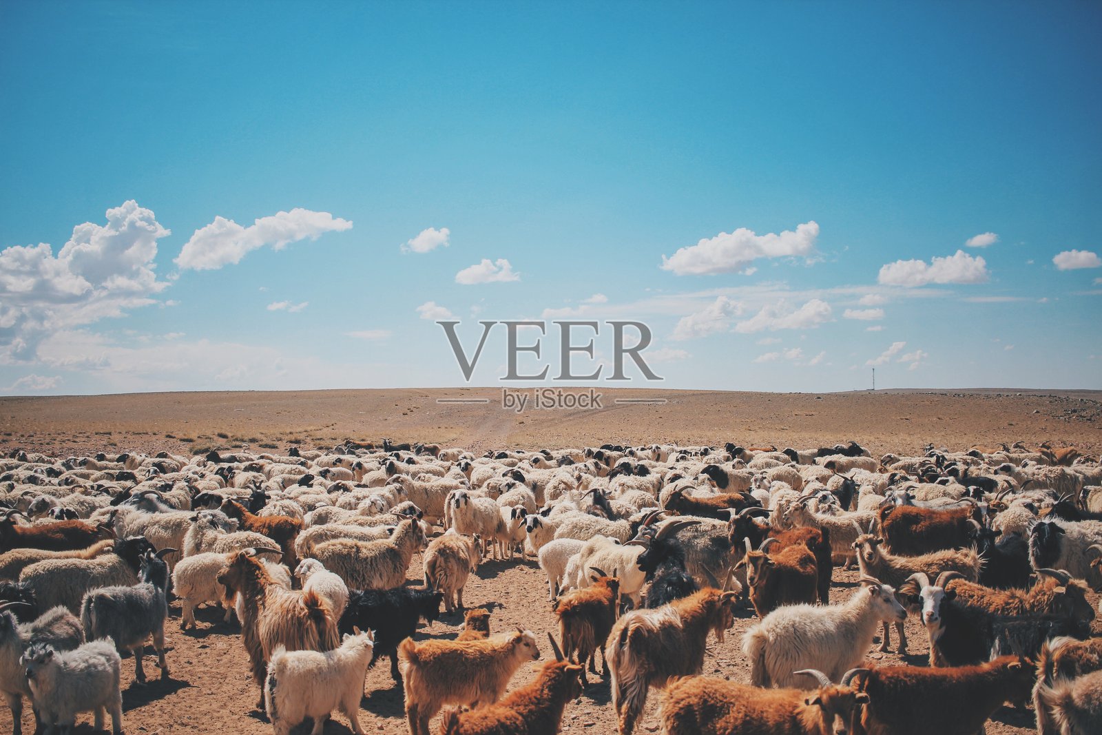 绵羊在风景对着天空照片摄影图片