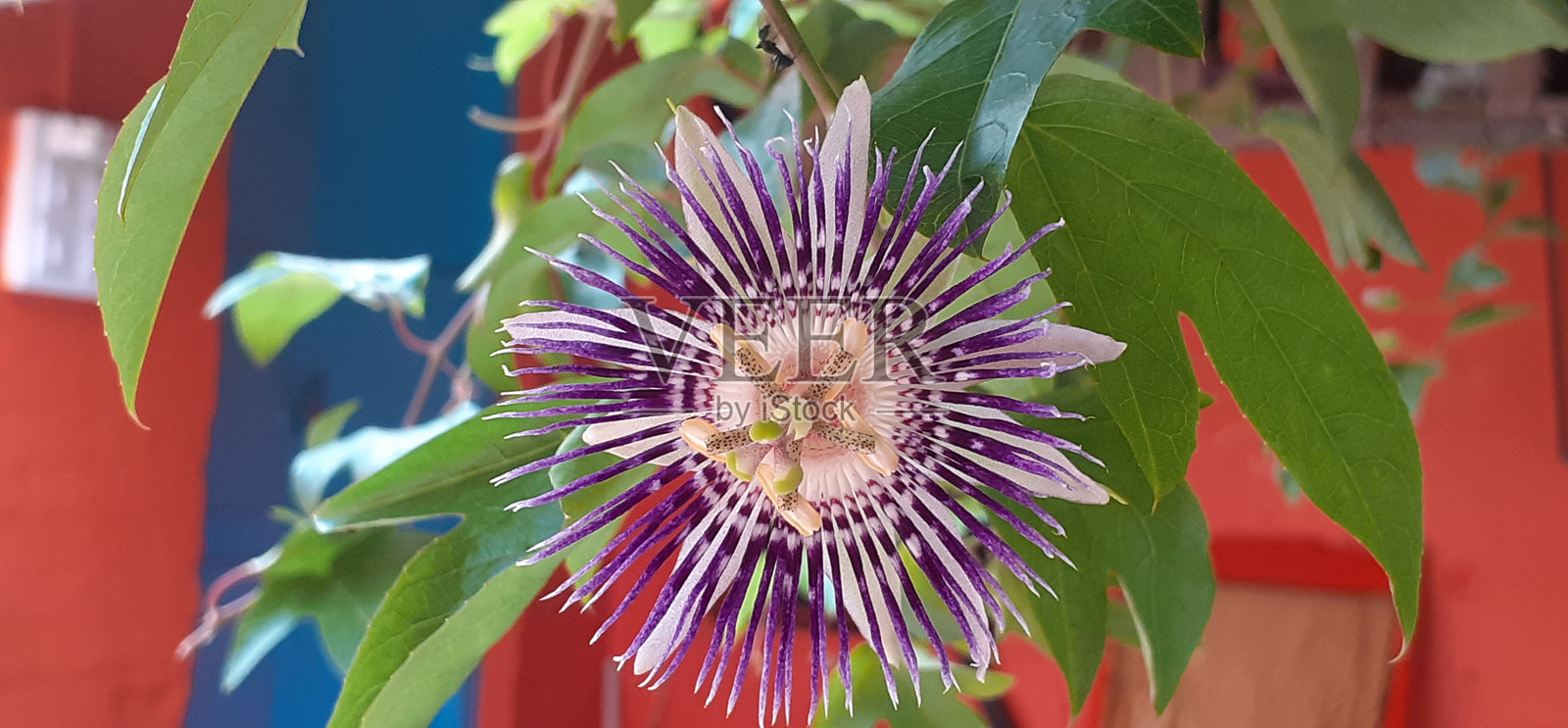 紫色西番莲在绿叶背景上盛开照片摄影图片