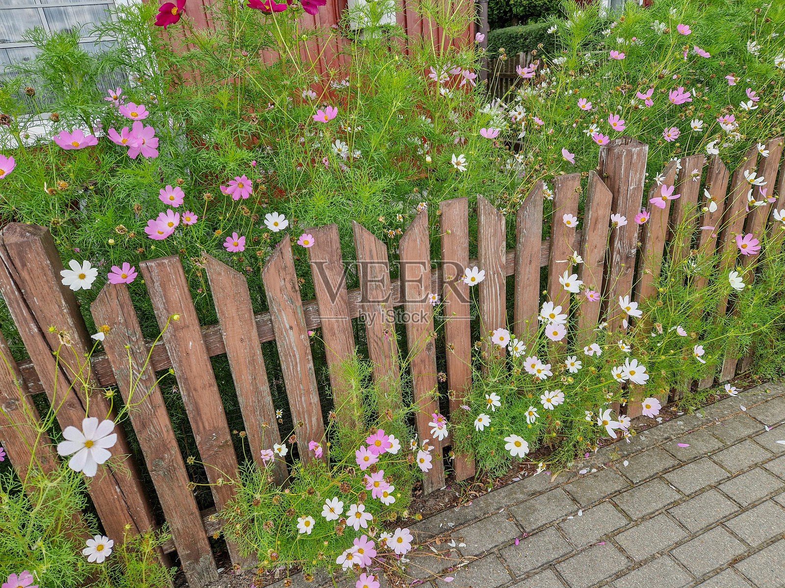 盛开的前花园，花坛照片摄影图片