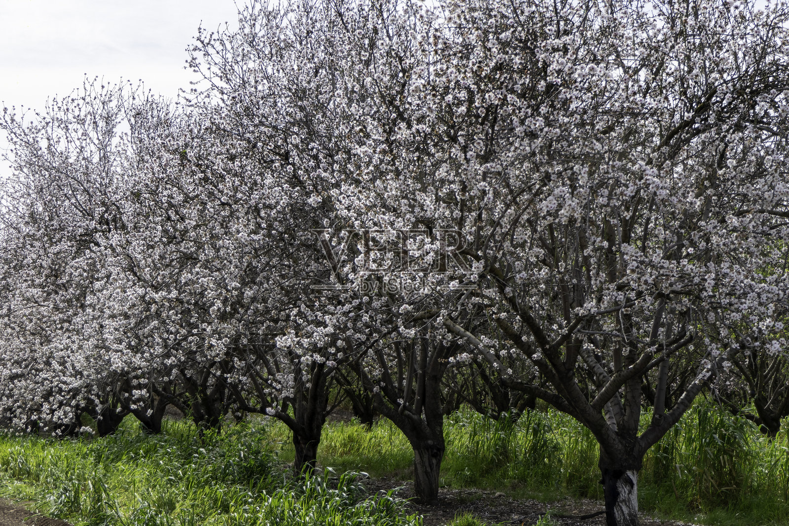 果园里盛开的杏树照片摄影图片