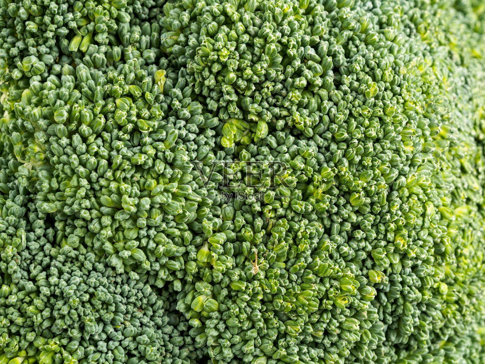 新鲜有机西兰花的特写，背景是象征健康和营养的绿色植物照片摄影图片