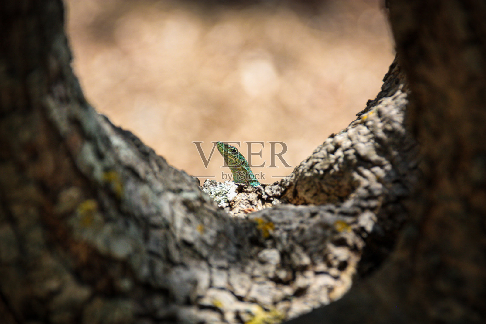 一只小蜥蜴舒服地坐在树干的洞里照片摄影图片