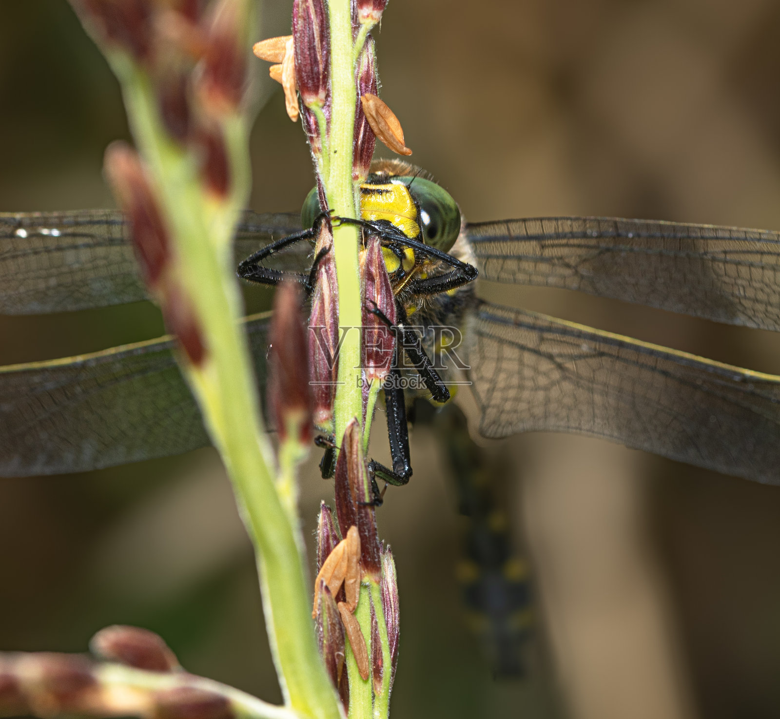 金环蜻蜓特写照片摄影图片