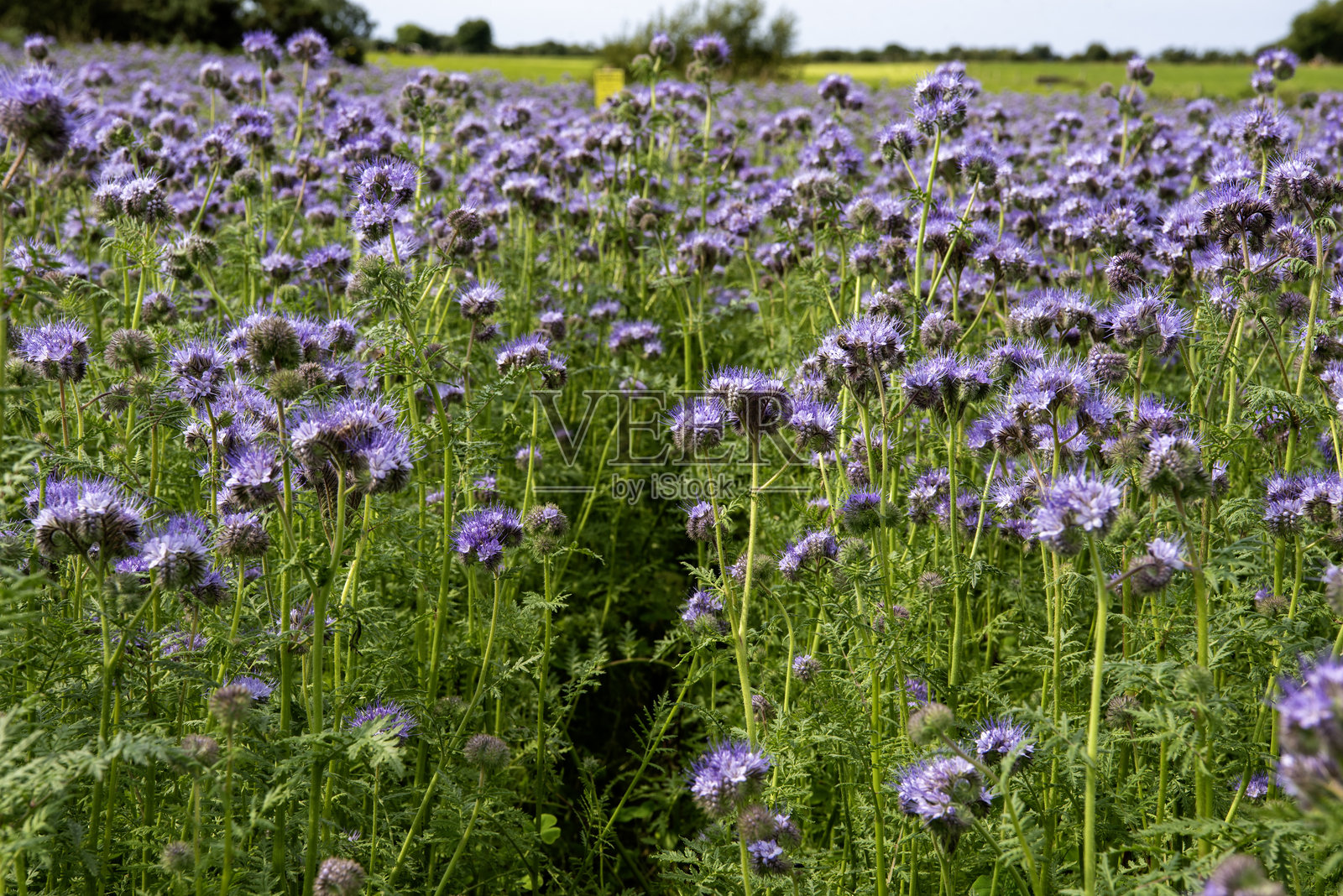 开花植物田照片摄影图片