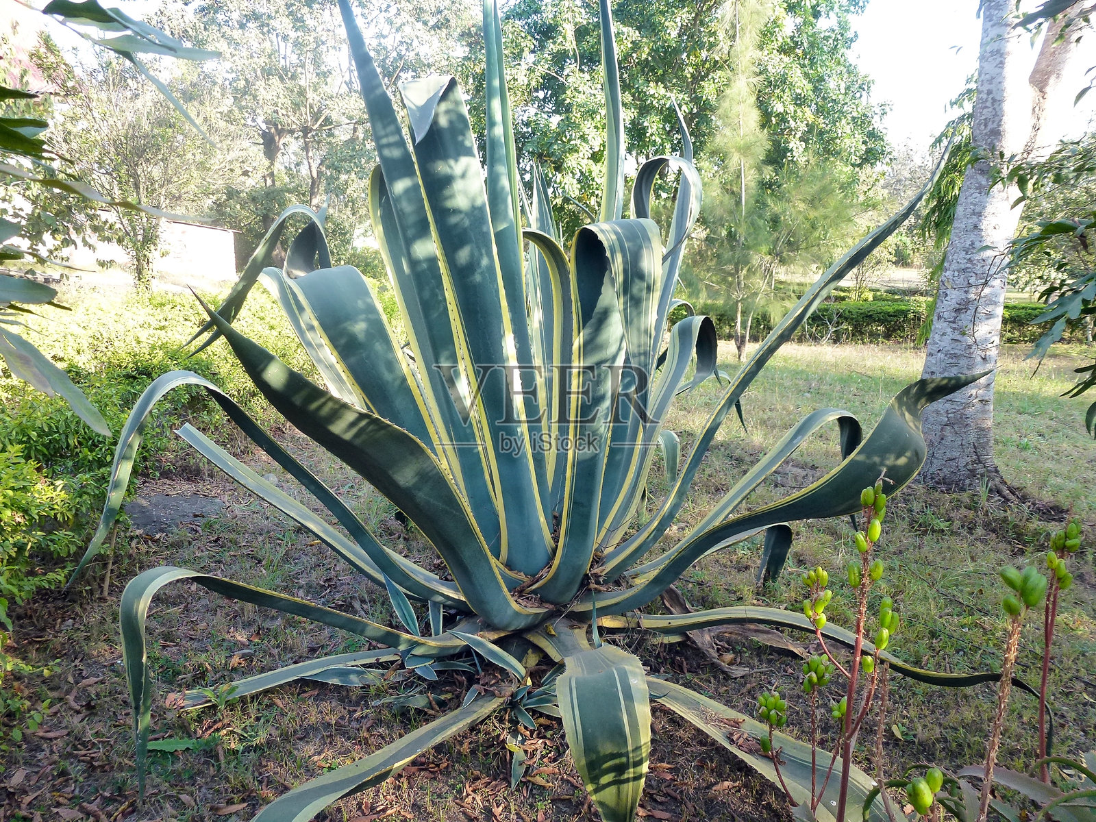 夏季的城市公园里长着一大丛龙舌兰照片摄影图片