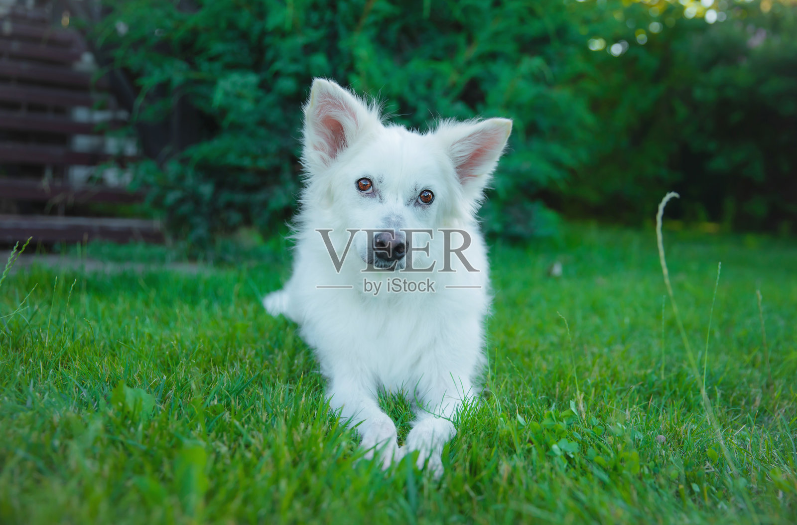 一只可爱的白狗躺在郁郁葱葱的绿色草坪上，耳朵警觉，好奇地盯着镜头。背景以绿色植物为特色，增添了宁静祥和的户外环境。照片摄影图片