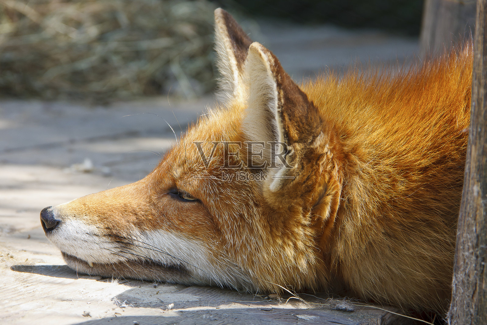 红狐在地上睡觉照片摄影图片